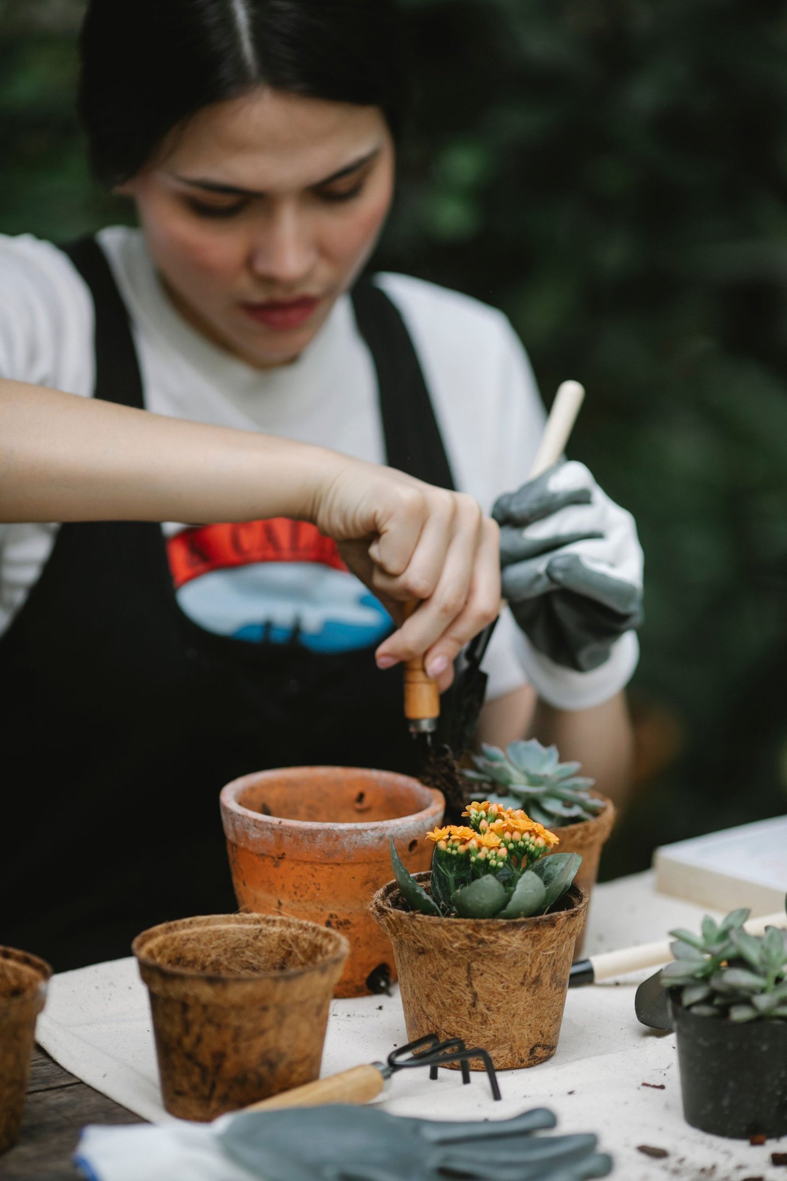 Une horticultrice rempote des succulentes dans de petits pots de terre cuite