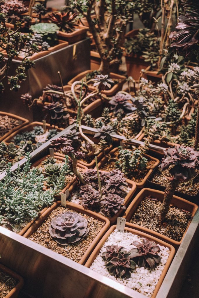 dÉmo – pexels 16033307